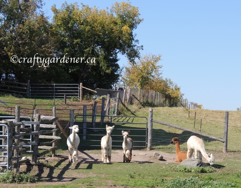 Amazing Graze Alpacas in Stirling, Ontario, Canada