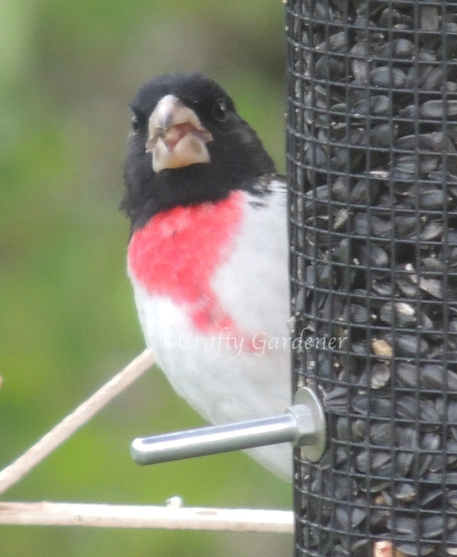 The rose breasted grosbeak is playing peek a boo at the black oil feeder.