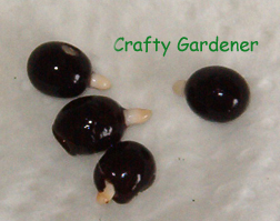 canna seed identification at craftygardener.ca