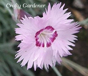 Plant Profile:  Dianthus