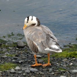bar headed goose, Esquimalt Lagoon, British Columbia Canada