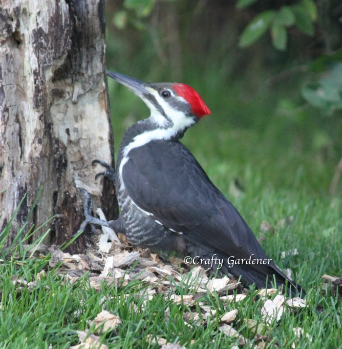 woodpeckers in the garden at craftygardener.ca