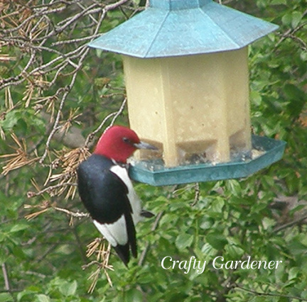 woodpeckers in the garden at craftygardener.ca