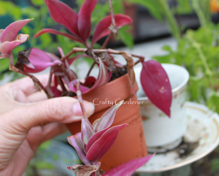 tea thyme planter at craftygardener.ca