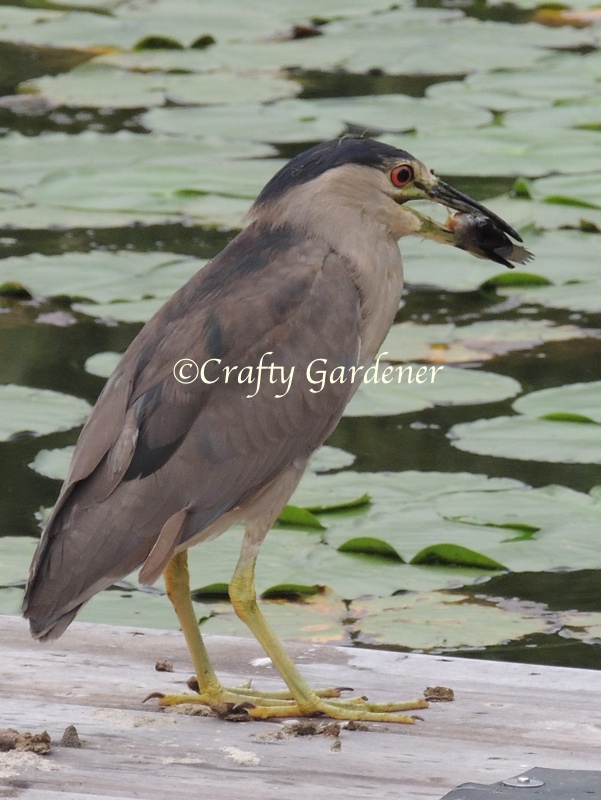 black crowned night heron at craftygardener.ca