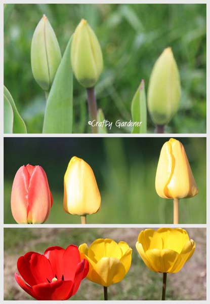2011 tulips