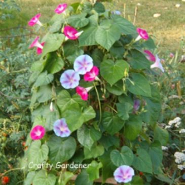 Plant Profile:  Morning Glory