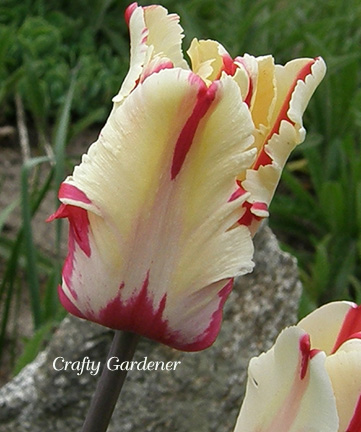 Plant Profile: Tulips
