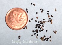 venidium seeds at craftygardener.ca