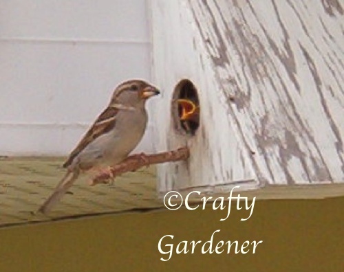 sparrowbabies01b