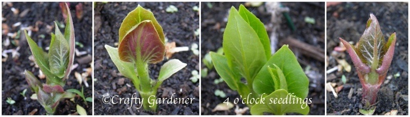 4 oclock seedlings 