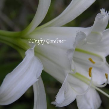 Plant Profile:  Peruvian Daffodils