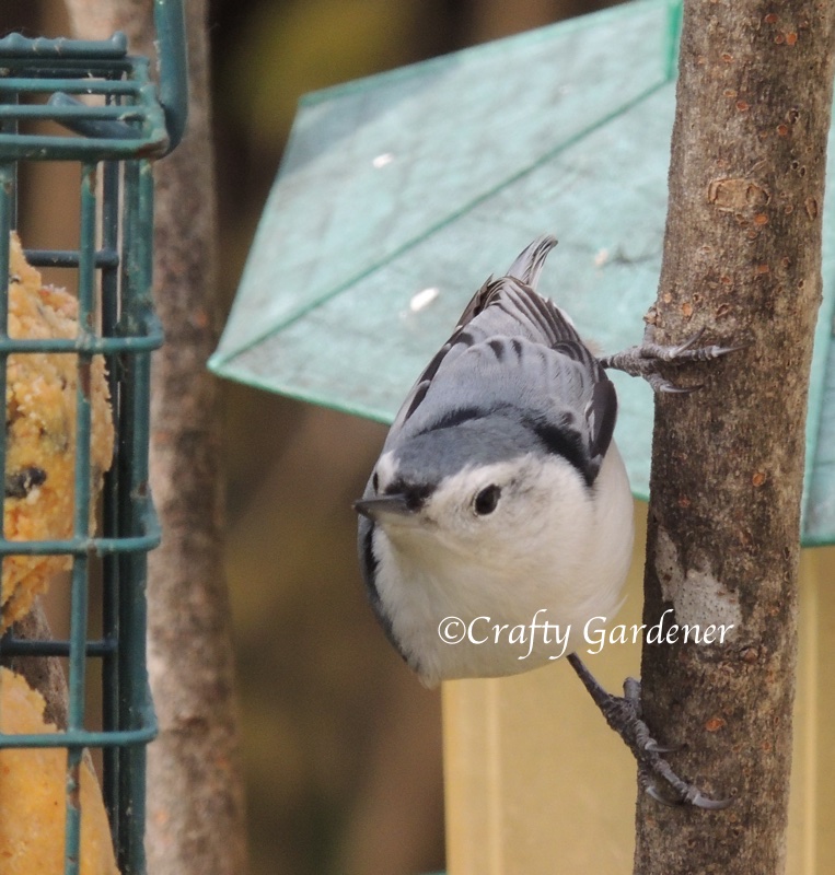 white breasted nuthatch at craftygardener.ca