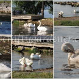 photographing the swans by the Bay of Quinte by craftygardener.ca