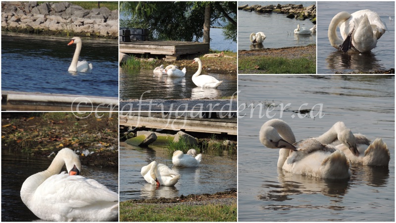 photographing the swans by the Bay of Quinte by craftygardener.ca