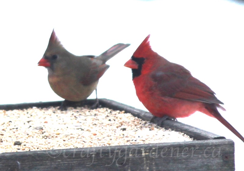 cardinals at craftygardener.ca