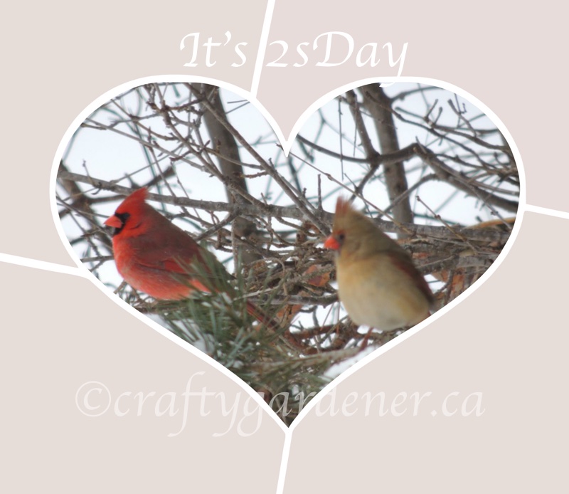 cardinals at craftygardener.ca