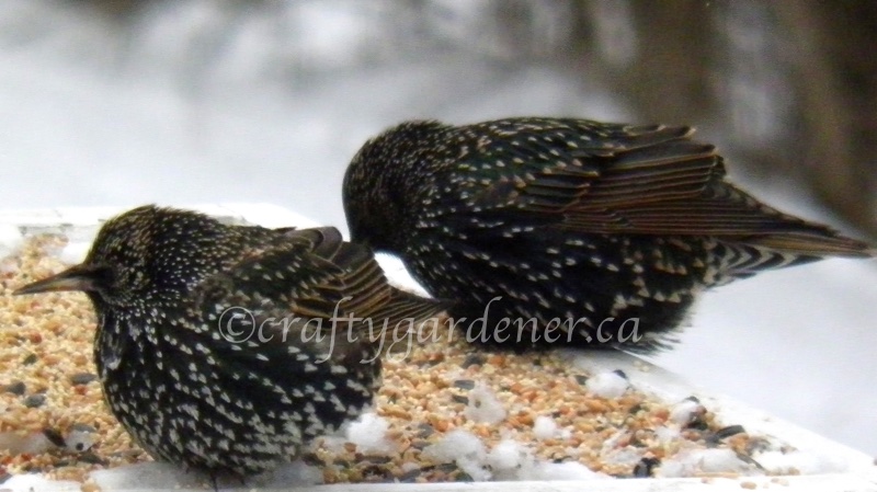 2 starlings for 2sDay at craftygardener.ca