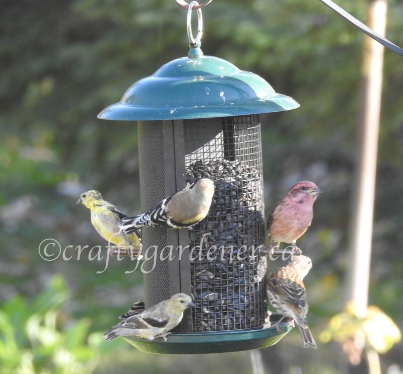 finches at the feeder at craftygardener.ca