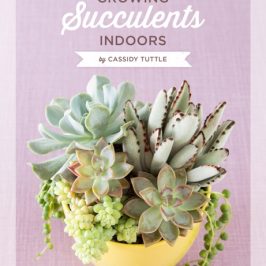 Growing Succulents Indoors by Cassidy Tuttle