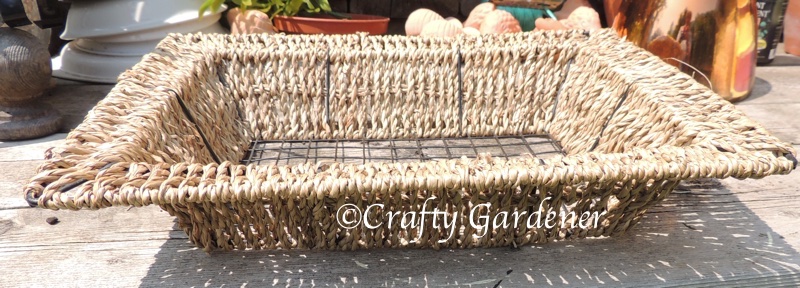 a basket frame of succulents at craftygardener.ca