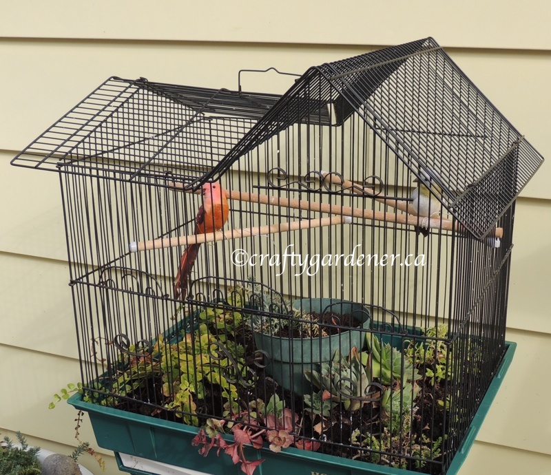 birdcage planter at craftygardener.ca