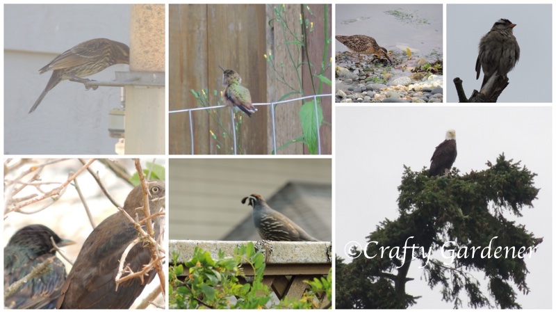 various birds from British Columbia at craftygardener.ca