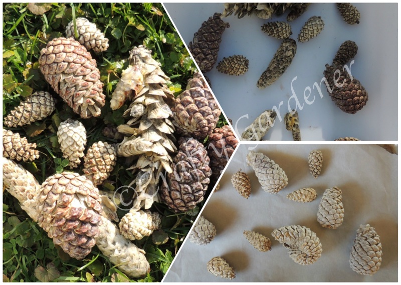 changing the colour of pinecones at craftygardener.ca