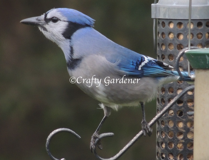 bluejays at the feeders - craftygardener.ca