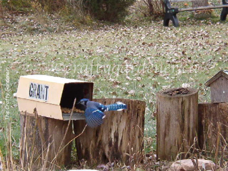 bluejay at the mailbox feeder at craftygardener.ca