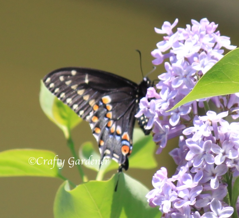 butterflylilac1