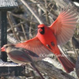male cardinal spreading its wings at craftygardener.ca