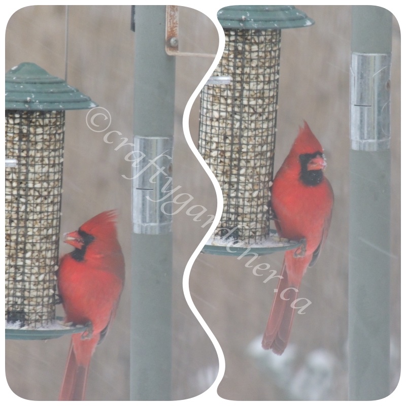 a cardinal at the safflower feeder at craftygardener.ca