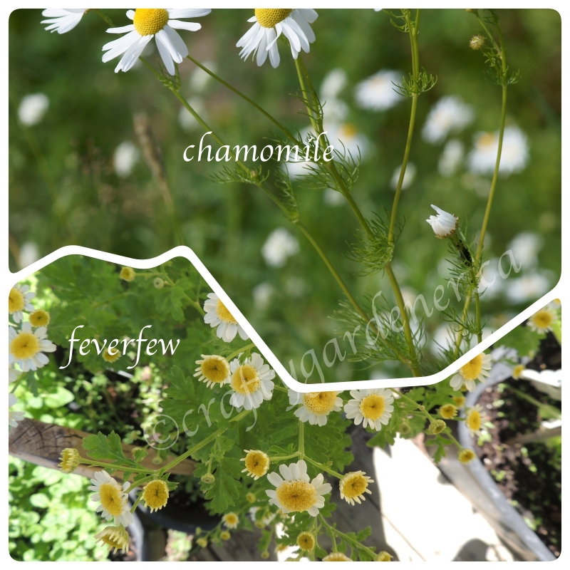 chamomile vs feverfer at craftygardener.ca