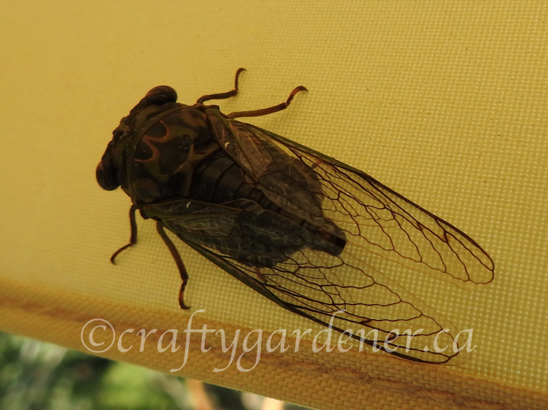 a cicade at graftygardener.ca