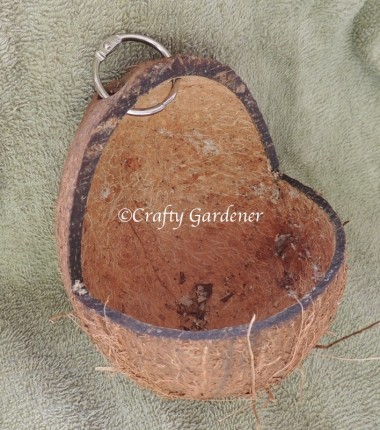a coconut feeder filled with all season suet at craftygardener.ca