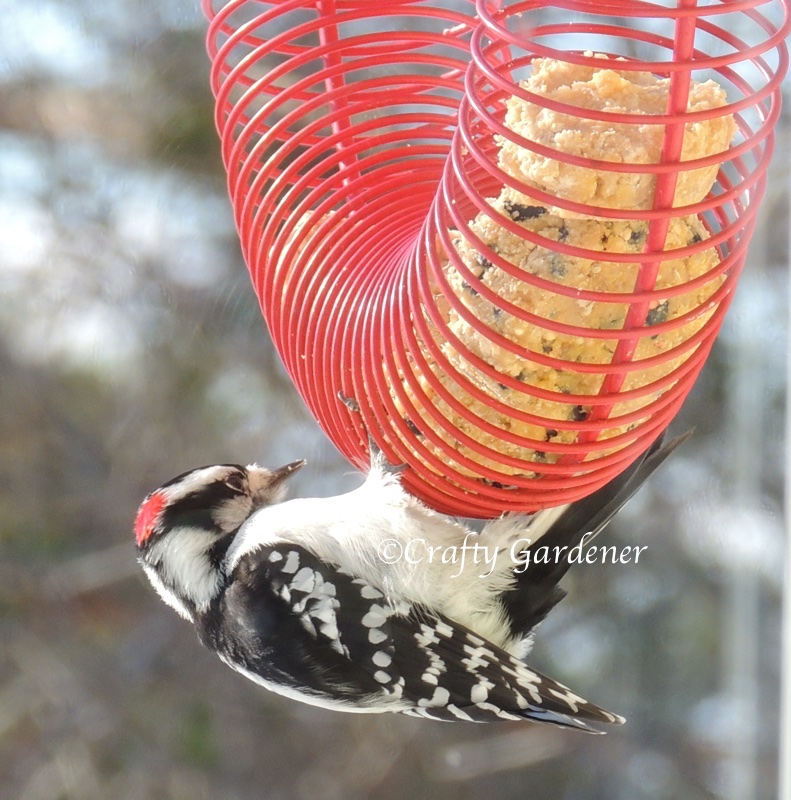 downy woodpecker at the coil feeder at craftygardener.ca