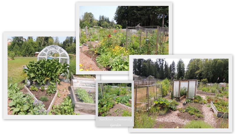 the community gardens in Sooke, British Columbia