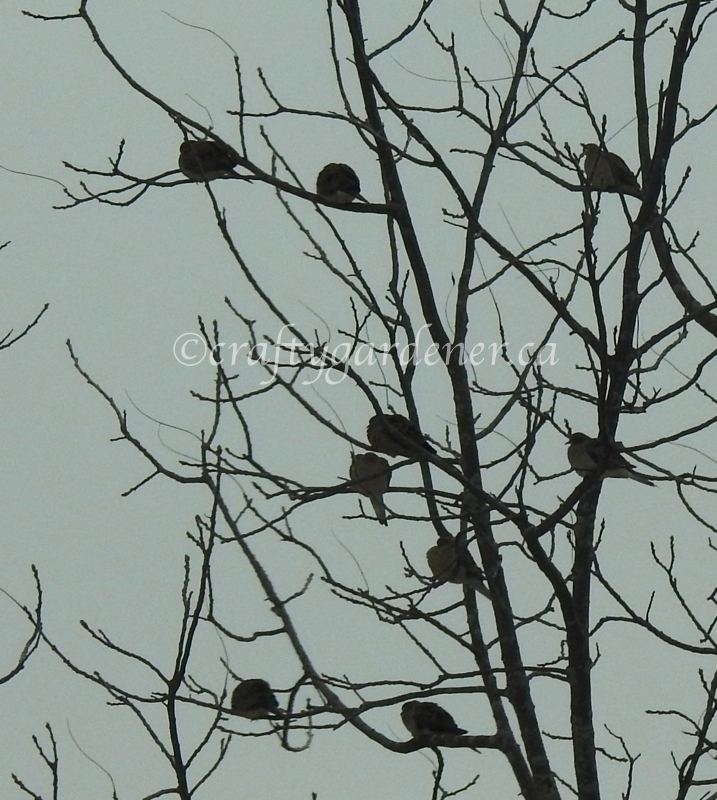 doves in a tree at craftygardener.ca