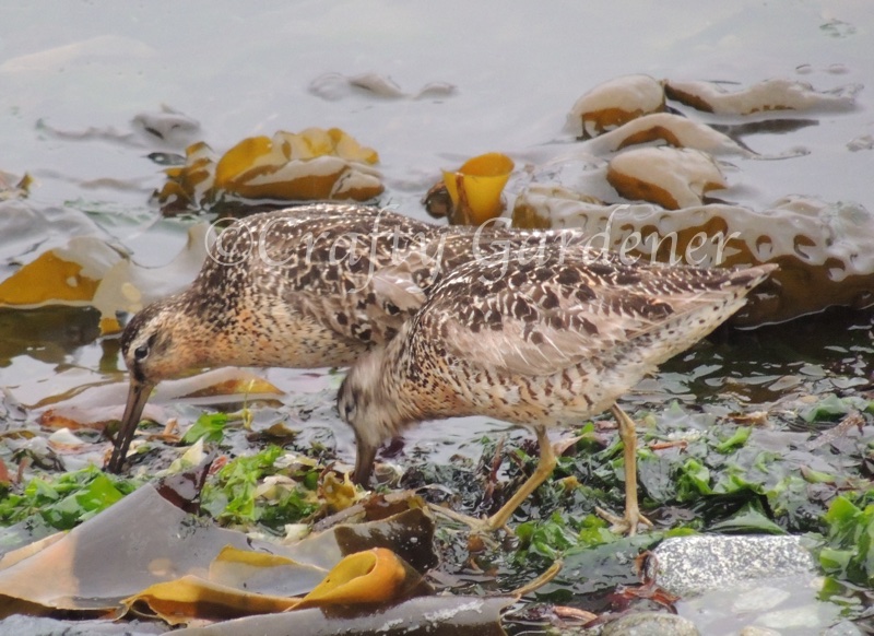short billed dowitcher spotted at Wiffen Spit, Sooke, British Columbia