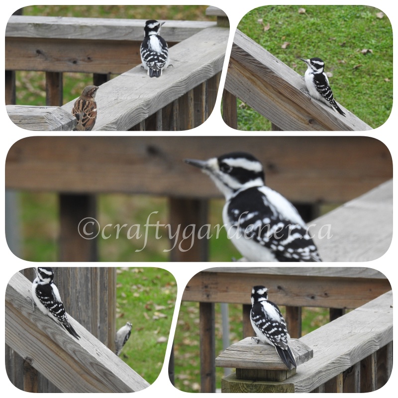 downy woodpecker at craftygardener.ca