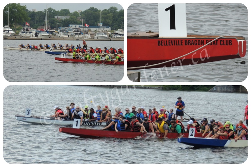 dragon boat races at Belleville, Ontario
