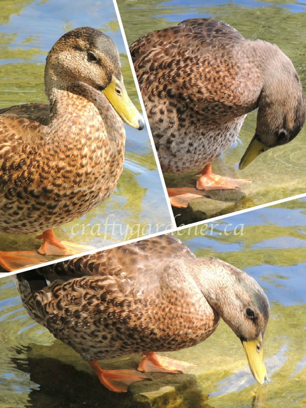 famale mallard ducks at the Bay of Quinte