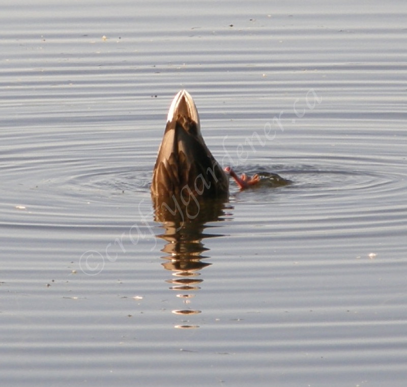 mallard ducks on the Bay of Quinte
