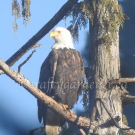 Photographing eagles at Goldstream Provincial Park, Victoria BC ... craftygardener.ca