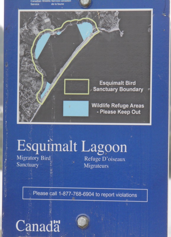 Esquimalt Lagoon, Victoria, British Columbia