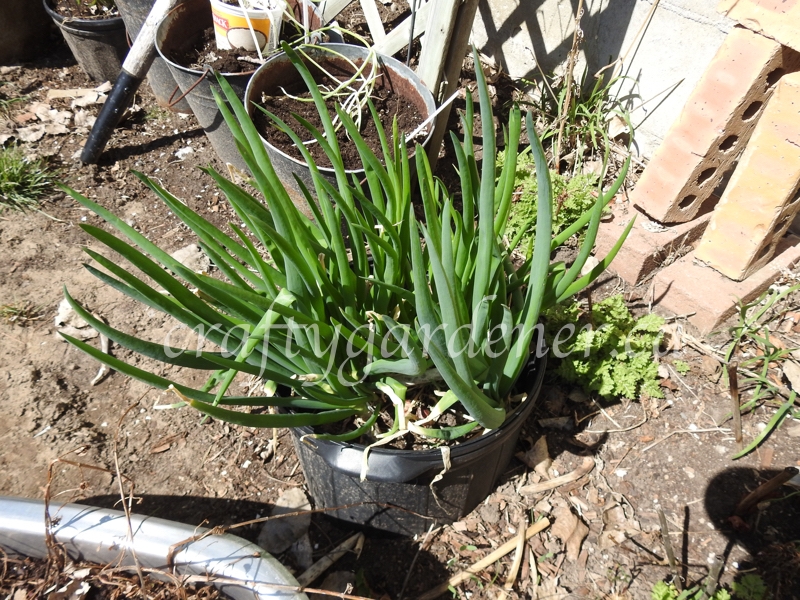 growing egyptian walking onions in bottomless pots at craftygardener.ca