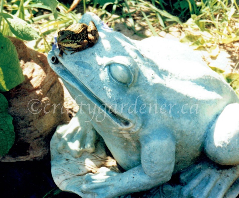 frogs in the garden at craftygardener.ca