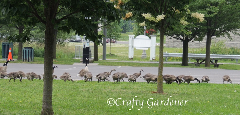 geese walk1