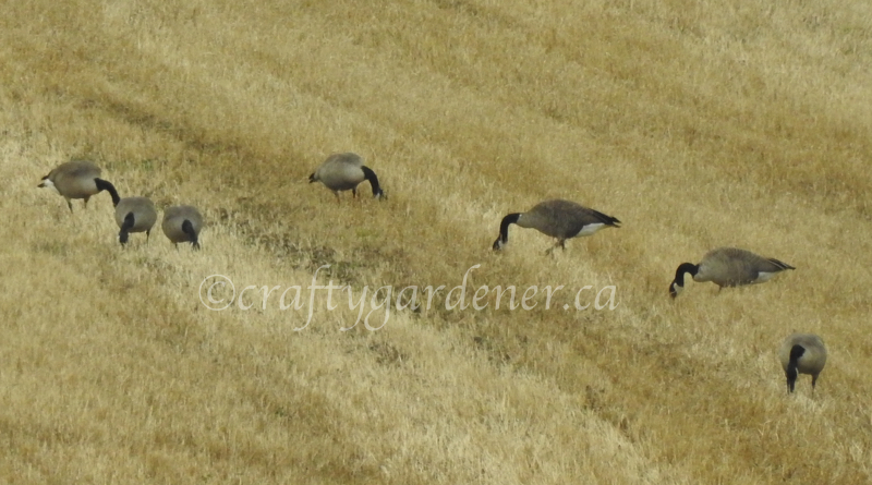 Canada Geese foraging in the field at craftygardener.ca